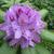 Rhododendron 'Catawbiense Grandiflorum'