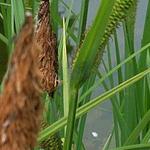 Carex nigra - Zwarte zegge
