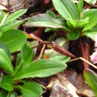 Duizendknoop - Persicaria affinis 'Kabouter'