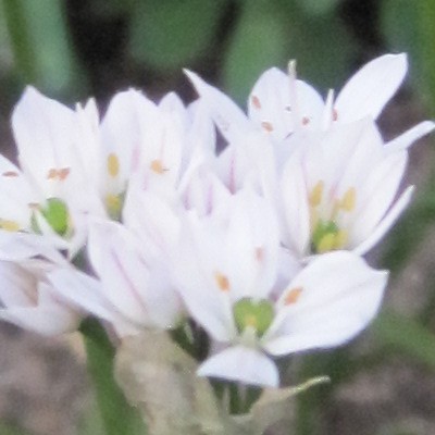 Witte Knoflook, Napels Knoflook, Bruidsuitje - Allium neapolitanum