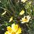 Coreopsis auriculata 'Elfin Gold'