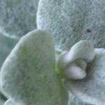 Helichrysum petiolare 'Silver' - Kerrieplant