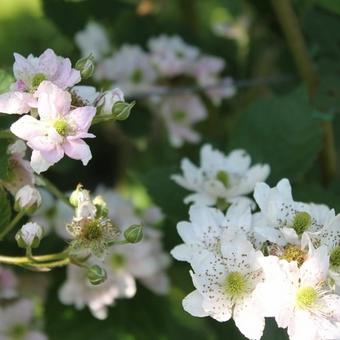 Rubus fruticosus 'Thornless Evergreen'