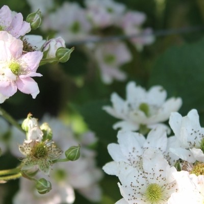 Braambes - Rubus fruticosus 'Thornless Evergreen'