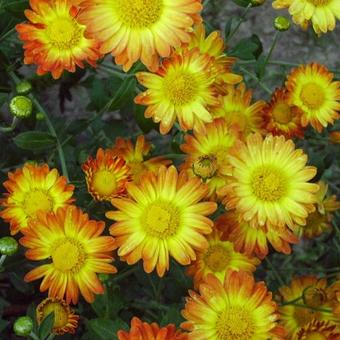 Chrysanthemum indicum 'Dernier Soleil'