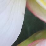 Begonia pendula 'Angel Falls Soft Pink' - Begonia