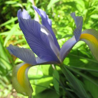Iris x hollandica 'Tiger Stripe'