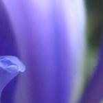 Iris x Hollandica 'Sapphire Beauty' - Hollandse boliris