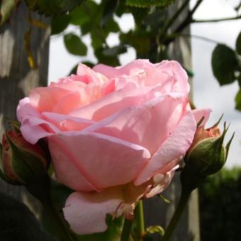 Rosa 'Amaretto'