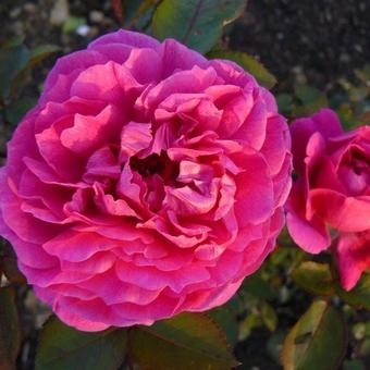 Rosa 'Cottage Rose'