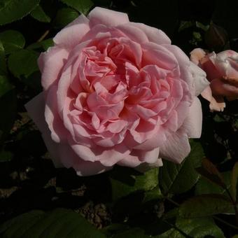 Rosa 'Eglantyne'