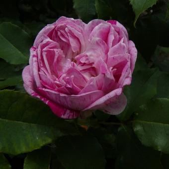 Rosa 'Honorine de Brabant'