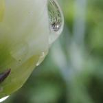 Dianthus plumarius 'Double White' - Grasanjer, Steenanjer