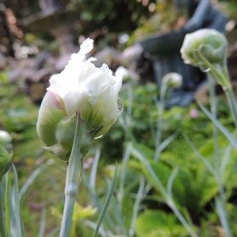 Dianthus plumarius 'Double White'