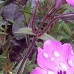 Phlox subulata 'EARLY SPRING Purple' - Kruipphlox