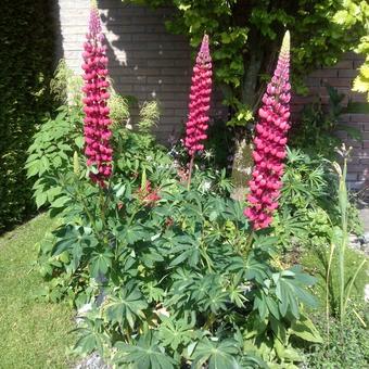 Lupinus 'GALLERY Red'