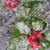 Skimmia japonica 'Winifred Cook'
