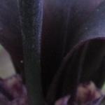 Zwarte iris - Iris chrysographes 'Black Form'