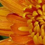 Chrysanthemum 'Dixter Orange' - Chrysant