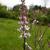 Linaria purpurea 'Canon J. Went'