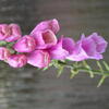 Vingerhoedskruid - Digitalis purpurea 'Gloxiniiflora'