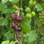 Ribes nigrum 'Ojebyn' - Zwarte bes