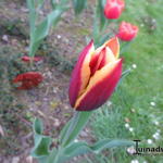 Tulipa 'Gavota' - Tulp