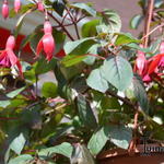 Fuchsia 'Kokarde' - Bellenplant