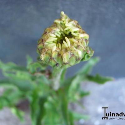 Margriet - Leucanthemum x superbum 'Victorian Secret'