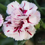 Dianthus plumarius 'Velvet 'n Lace' - Grasanjer
