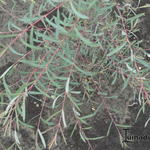 Salix purpurea 'Nancy Saunders' - Wilg
