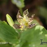 Tricyrtis 'Golden Leopard' - Paddenlelie / armeluisorchidee