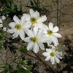 Clematis 'Early Sensation' - Bosrank