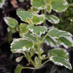 Plectranthus coleoides 'Variegata' - Plectranthus