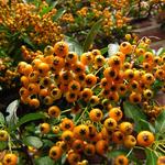 vuurdoorn - Pyracantha ‘Soleil d’Or’