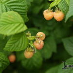 Rubus idaeus 'Fallgold' - Gele framboos, Herfstframboos