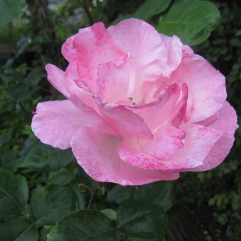 Rosa 'Queen Elizabeth'