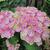 Hydrangea macrophylla 'MAGICAL Coral Pink'