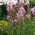 Epilobium angustifolia 'Stahl Rose'