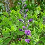 Baptisia australis 'Purple Smoke' - Valse indigo / Baptist / Indigolupine