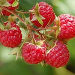 Rubus idaeus 'Autumn Bliss' - Herfstframboos