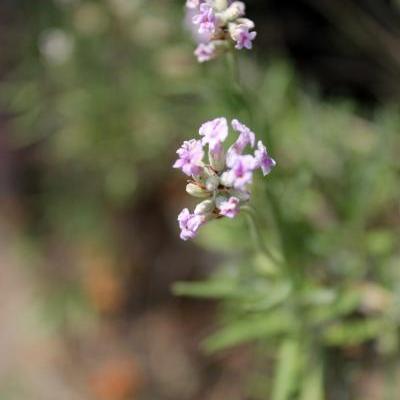 Lavendel - Lavandula angustifolia 'Rosea'