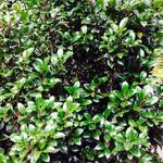 Ilex x meserveae ‘Heckenstar’ - Amerikaanse hulst - Ilex x meserveae ‘Heckenstar’