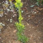 Taxus baccata 'David' - Venijnboom