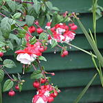 Fuchsia 'Swingtime'   - Bellenplant