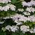 Hydrangea macrophylla 'Great Other'