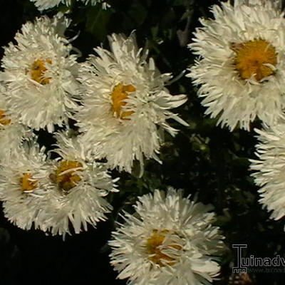 Margriet - Leucanthemum x superbum 'Laspider'