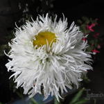 Leucanthemum 'Aglaia' - Margriet