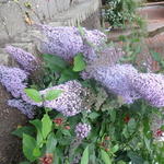 Buddleja davidii 'Gulliver' - Vlinderstruik