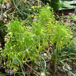 Allium flavum - Sierui